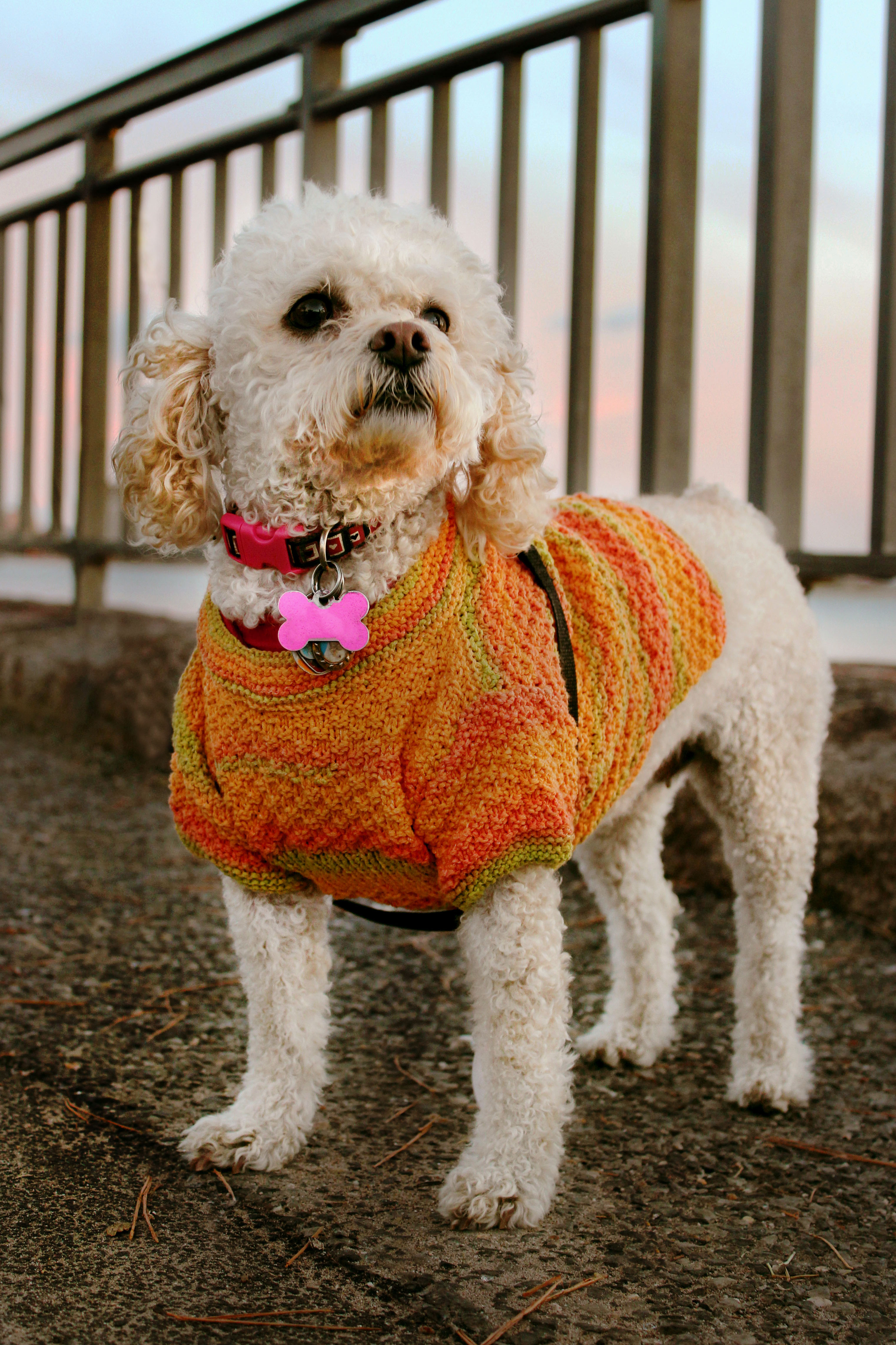 Portrait of dog in orange sweater